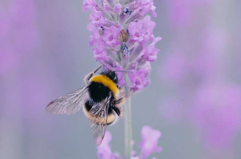 Bees can do so much more than you think—from dancing to being little art critics