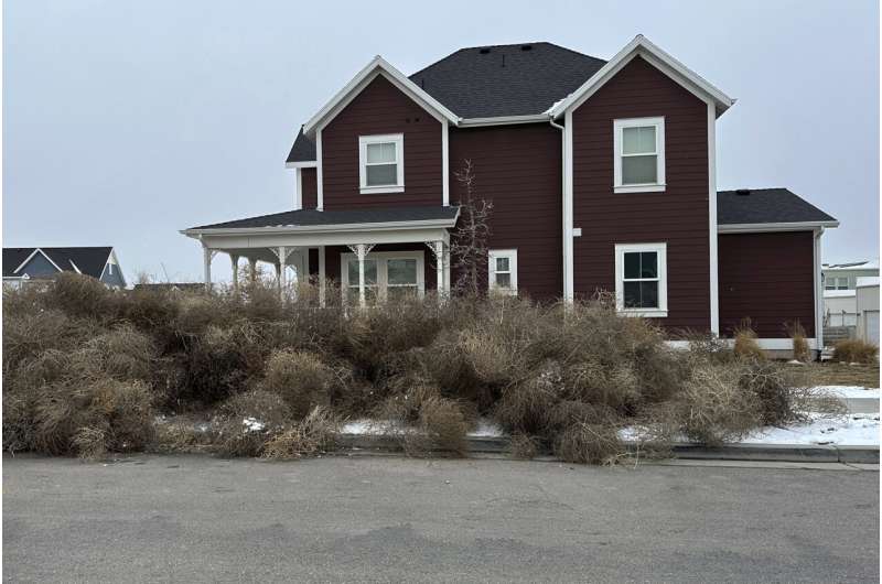 Iconic Old West tumbleweeds roll in and blanket parts of suburban Salt Lake City