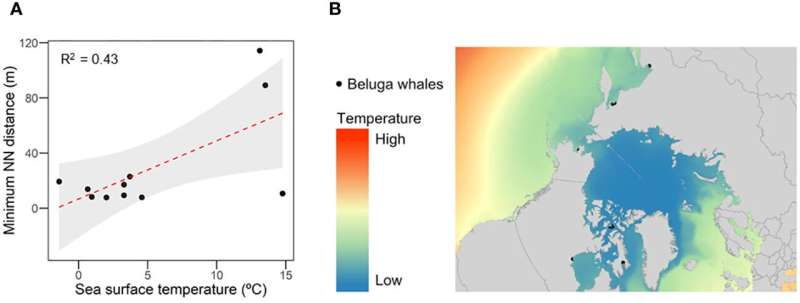 New study suggests warming seas are negatively affecting beluga whales' aggregation patterns