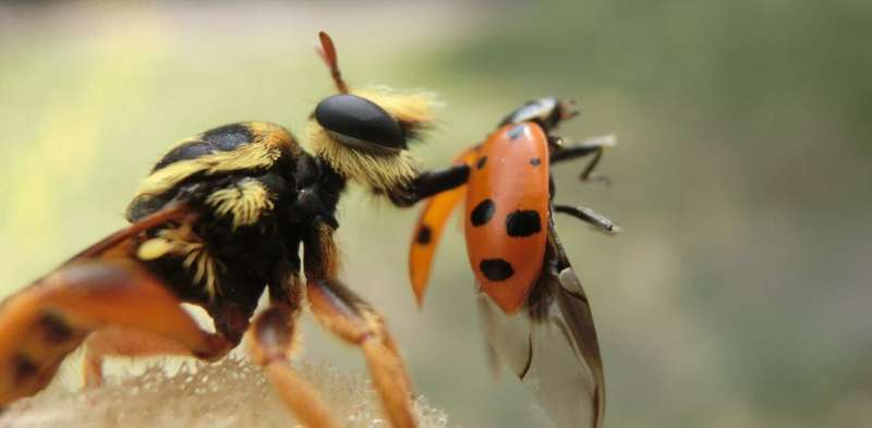 Robber flies track their beetle prey using tiny microbursts of movement