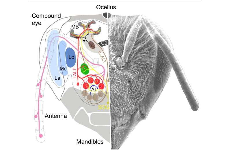 Simulated honeybees can use simple brain circuits for complex learning