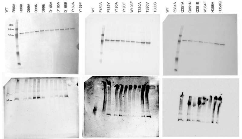 The sweet stuff: How insects tell sugars apart